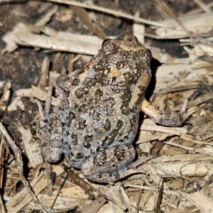 Uperoleia laevigata at Braidwood, NSW - 21 Aug 2024