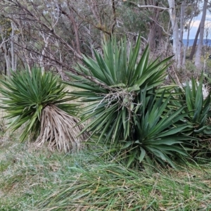 Yucca aloifolia at Goulburn, NSW - 21 Aug 2024