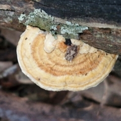 Truncospora ochroleuca at Goulburn, NSW - 21 Aug 2024 by trevorpreston