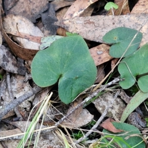 Acianthus collinus at Goulburn, NSW - 21 Aug 2024