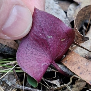 Acianthus collinus at Goulburn, NSW - 21 Aug 2024