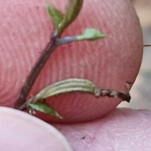 Acianthus collinus at Goulburn, NSW - 21 Aug 2024