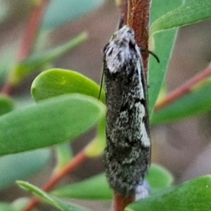 Philobota stella at Goulburn, NSW - 21 Aug 2024