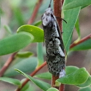 Philobota stella at Goulburn, NSW - 21 Aug 2024