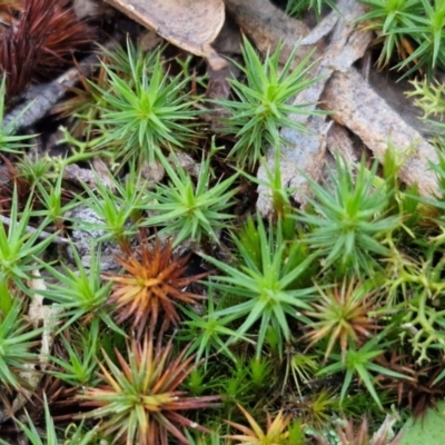 Polytrichaceae sp. (family) (A moss) at Goulburn, NSW - 21 Aug 2024 by trevorpreston