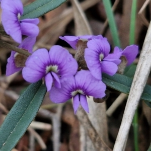 Hovea heterophylla at Goulburn, NSW - 21 Aug 2024