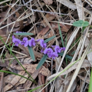 Hovea heterophylla at Goulburn, NSW - 21 Aug 2024 04:46 PM