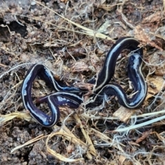 Caenoplana coerulea (Blue Planarian, Blue Garden Flatworm) at Goulburn, NSW - 21 Aug 2024 by trevorpreston