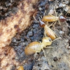 Nasutitermes exitiosus (Snouted termite, Gluegun termite) at Goulburn, NSW - 21 Aug 2024 by trevorpreston