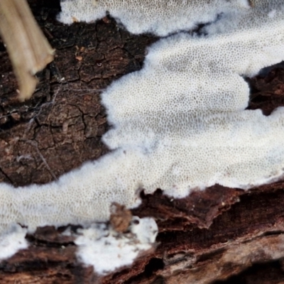 zz flat polypore - white(ish) at Goulburn, NSW - 21 Aug 2024 by trevorpreston