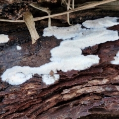 zz flat polypore - white(ish) at Goulburn, NSW - 21 Aug 2024