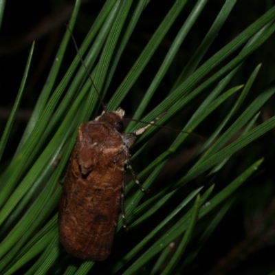 Agrotis porphyricollis (Variable Cutworm) at Freshwater Creek, VIC - 29 Mar 2022 by WendyEM