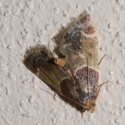 Pyralis farinalis (Meal Moth) at Freshwater Creek, VIC - 6 Mar 2022 by WendyEM