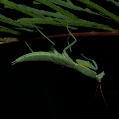 Orthodera ministralis (Green Mantid) at Freshwater Creek, VIC - 2 Mar 2022 by WendyEM