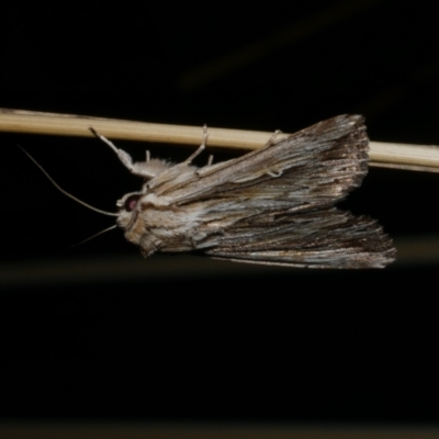 Persectania ewingii (Southern Armyworm) at Freshwater Creek, VIC - 2 Mar 2022 by WendyEM