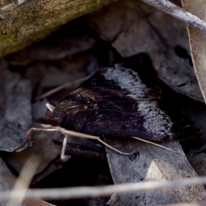 Uresiphita ornithopteralis at Aranda, ACT - 17 Sep 2023 03:21 PM