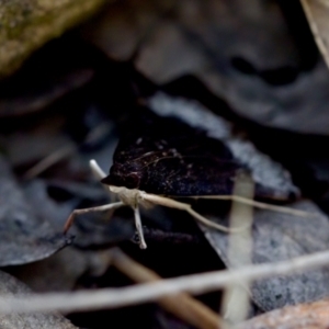 Uresiphita ornithopteralis at Aranda, ACT - 17 Sep 2023 03:21 PM