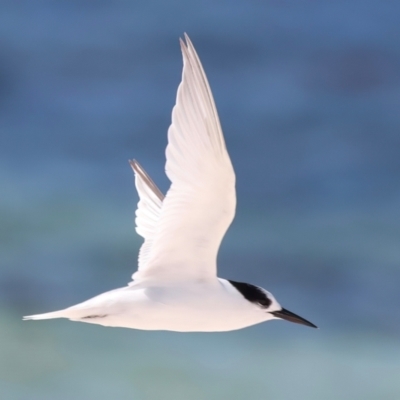 Sternula nereis (Fairy Tern) at Houtman Abrolhos, WA - 17 Apr 2024 by jb2602