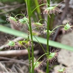 Drosera auriculata (Tall Sundew) at Ulladulla, NSW - 10 Aug 2024 by Clarel