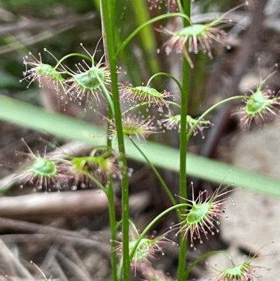 Drosera auriculata (Tall Sundew) at Ulladulla, NSW - 10 Aug 2024 by Clarel