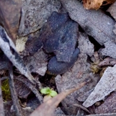 Laxta sp. (genus) (Bark cockroach) at Aranda, ACT - 17 Sep 2023 by KorinneM