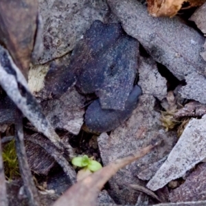 Laxta sp. (genus) at Aranda, ACT - 17 Sep 2023 12:53 PM