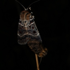 Proteuxoa sanguinipuncta (Blood-spotted Noctuid) at Freshwater Creek, VIC - 2 Mar 2022 by WendyEM