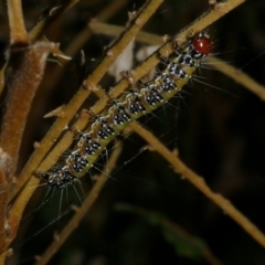 Uresiphita ornithopteralis (Tree Lucerne Moth) at Freshwater Creek, VIC - 2 Mar 2022 by WendyEM