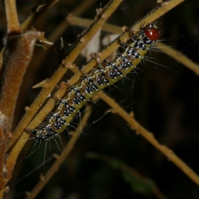 Uresiphita ornithopteralis (Tree Lucerne Moth) at Freshwater Creek, VIC - 2 Mar 2022 by WendyEM