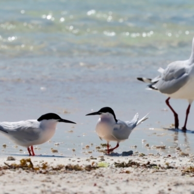 Sterna dougallii (Roseate Tern) at Houtman Abrolhos, WA - 17 Apr 2024 by jb2602