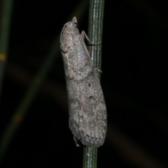 Heteromicta pachytera (Galleriinae subfamily moth) at Freshwater Creek, VIC - 2 Mar 2022 by WendyEM