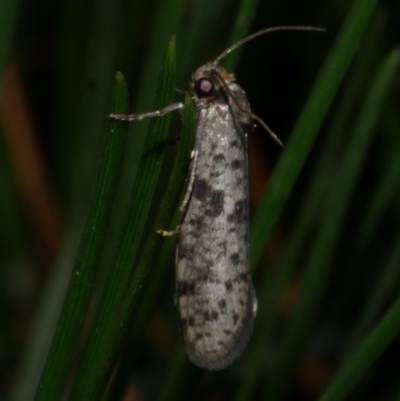 Conoeca guildingi (A case moth) at Freshwater Creek, VIC - 2 Mar 2022 by WendyEM