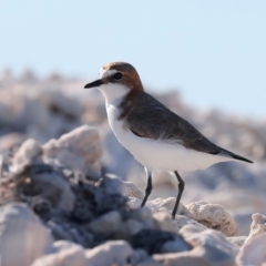 Anarhynchus ruficapillus (Red-capped Plover) at Houtman Abrolhos, WA - 18 Apr 2024 by jb2602