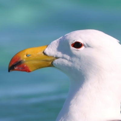 Larus pacificus (Pacific Gull) at Houtman Abrolhos, WA - 18 Apr 2024 by jb2602