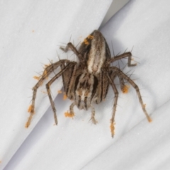 Oxyopes sp. (genus) (Lynx spider) at Melba, ACT - 21 Aug 2024 by kasiaaus