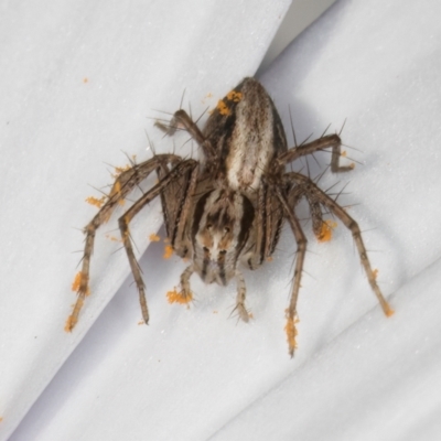 Oxyopes sp. (genus) (Lynx spider) at Melba, ACT - 21 Aug 2024 by kasiaaus