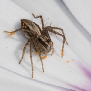 Oxyopes sp. (genus) at Melba, ACT - 21 Aug 2024 12:56 PM