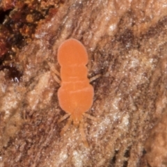 Neothrombiidae sp. (family) (A red velvet mite) at Melba, ACT - 21 Aug 2024 by kasiaaus