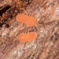 Neothrombiidae (family) at Melba, ACT - 21 Aug 2024 01:02 PM