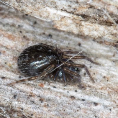 Unidentified Spider (Araneae) at Melba, ACT - 21 Aug 2024 by kasiaaus