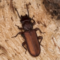 Platisus sp. (genus) (Flat bark beetle) at Melba, ACT - 21 Aug 2024 by kasiaaus