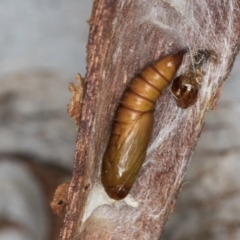 Lepidoptera unclassified IMMATURE (caterpillar or pupa or cocoon) at Melba, ACT - 8 Sep 2024 by kasiaaus