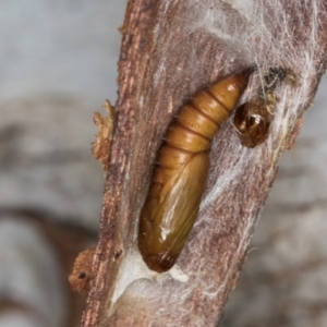 Lepidoptera unclassified IMMATURE at Melba, ACT - 8 Sep 2024