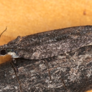 Lepidoptera unclassified IMMATURE at Melba, ACT - 8 Sep 2024 10:42 AM