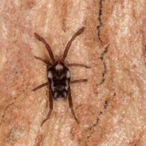 Erythraeidae (family) at Melba, ACT - 21 Aug 2024