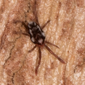 Erythraeidae (family) at Melba, ACT - 21 Aug 2024