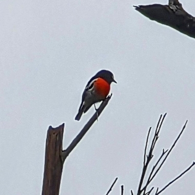Petroica boodang (Scarlet Robin) at Blue Mountains National Park, NSW - 26 Mar 2023 by MandyandScott