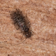 Psocodea 'Psocoptera' sp. (order) (Unidentified plant louse) at Melba, ACT - 21 Aug 2024 by kasiaaus