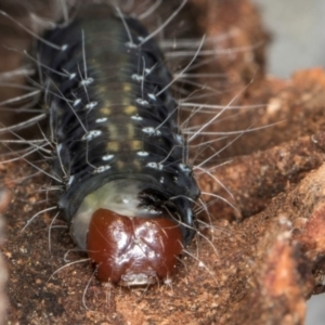 Oenosandra boisduvalii at Melba, ACT - 21 Aug 2024 01:21 PM