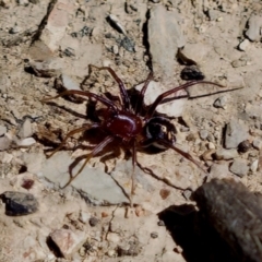 Zodariidae (family) (Unidentified Ant spider or Spotted ground spider) at Aranda, ACT - 17 Sep 2023 by KorinneM